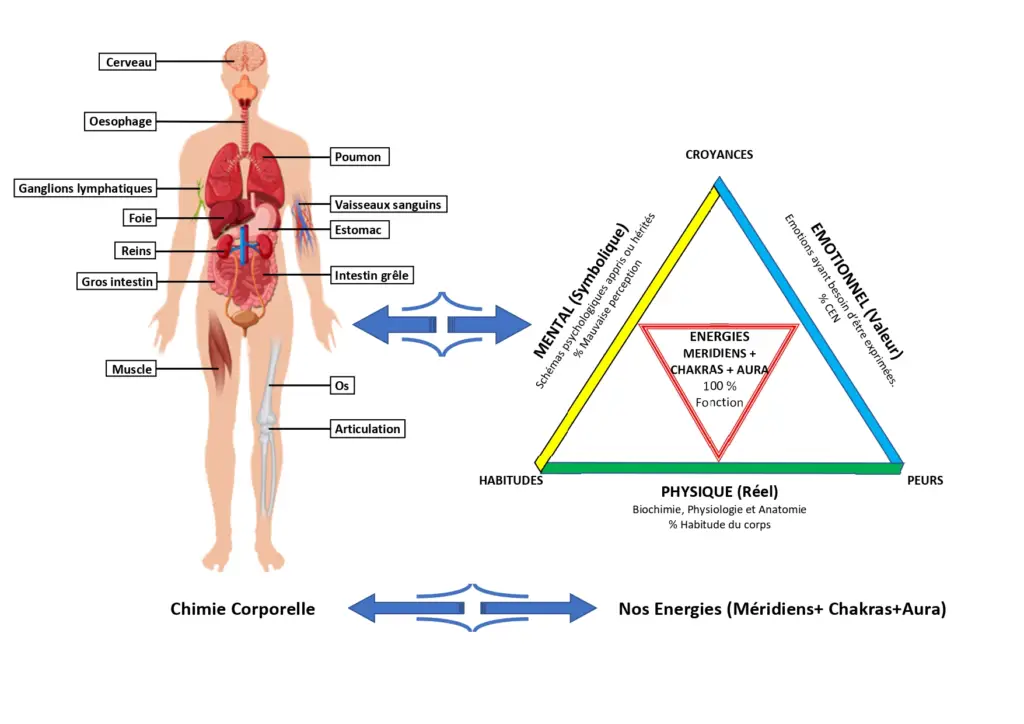 biochimie et énergies des corps