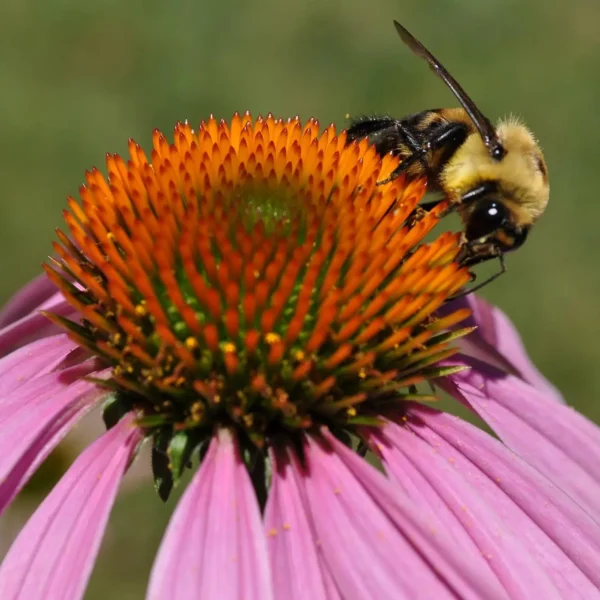 Article les Allergies